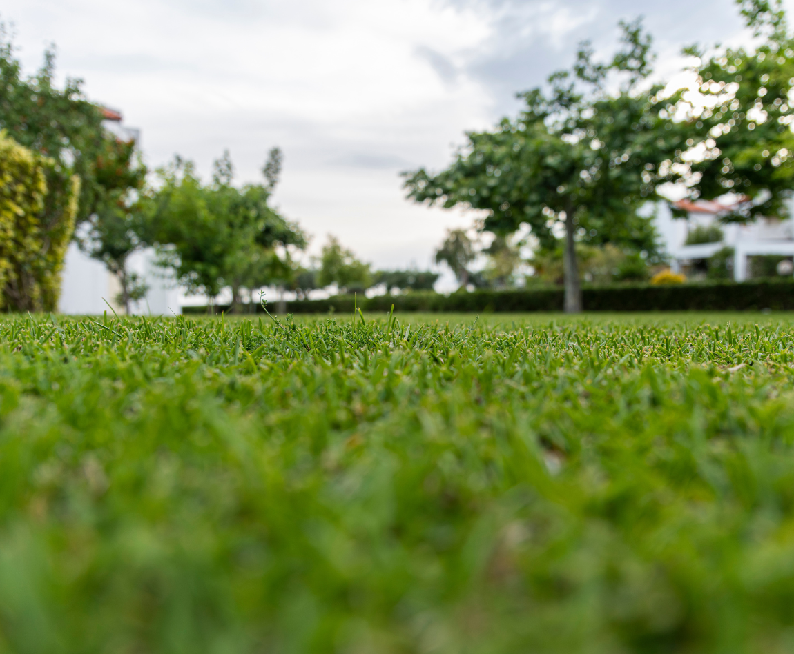 Up close image of lawn